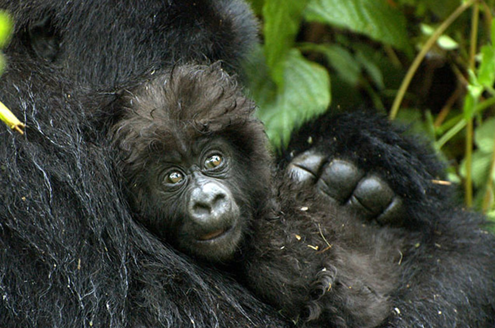 Kwita Izina Boosts Rwanda Tourism