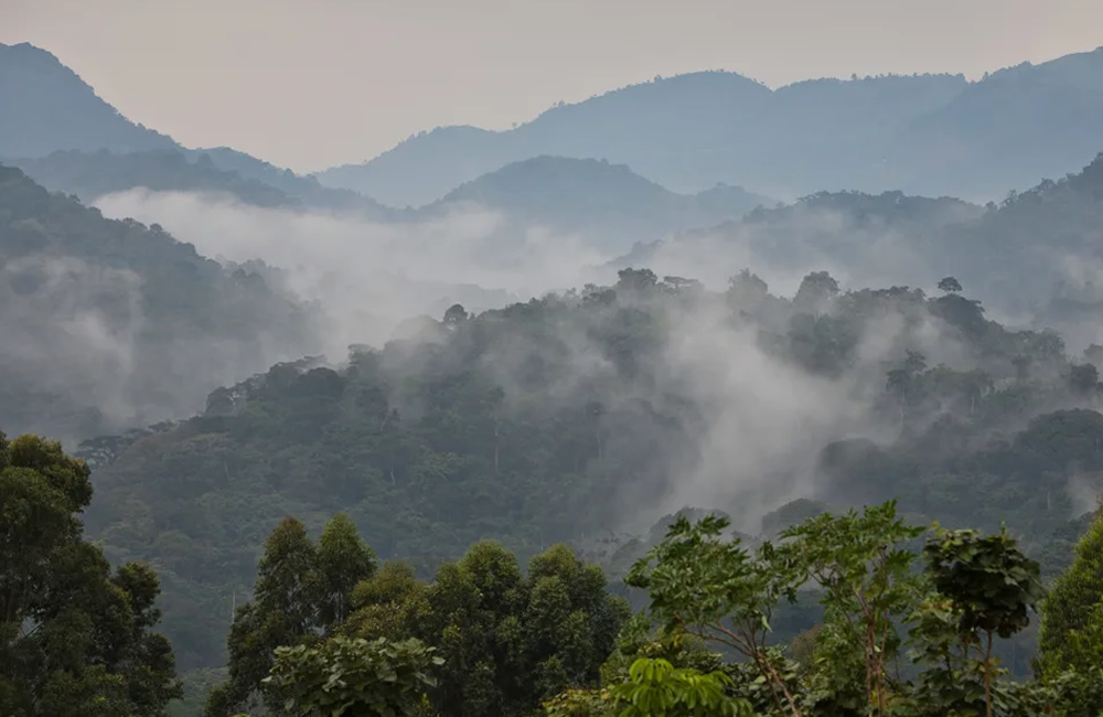 Visit Bwindi Impenetrable Forest in Uganda