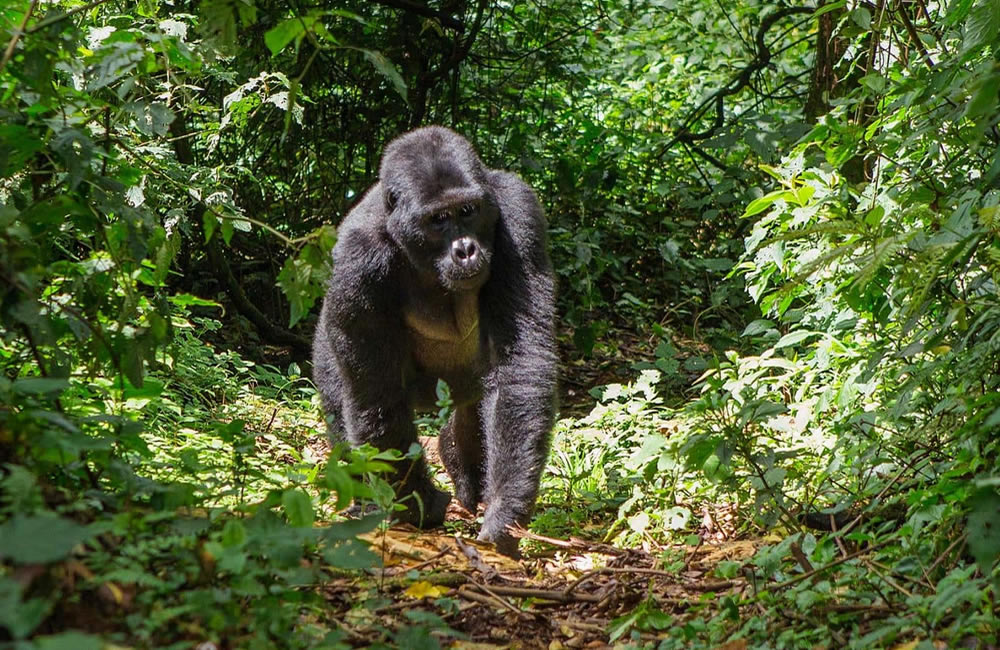 Rwanda Mountain Gorilla Trek