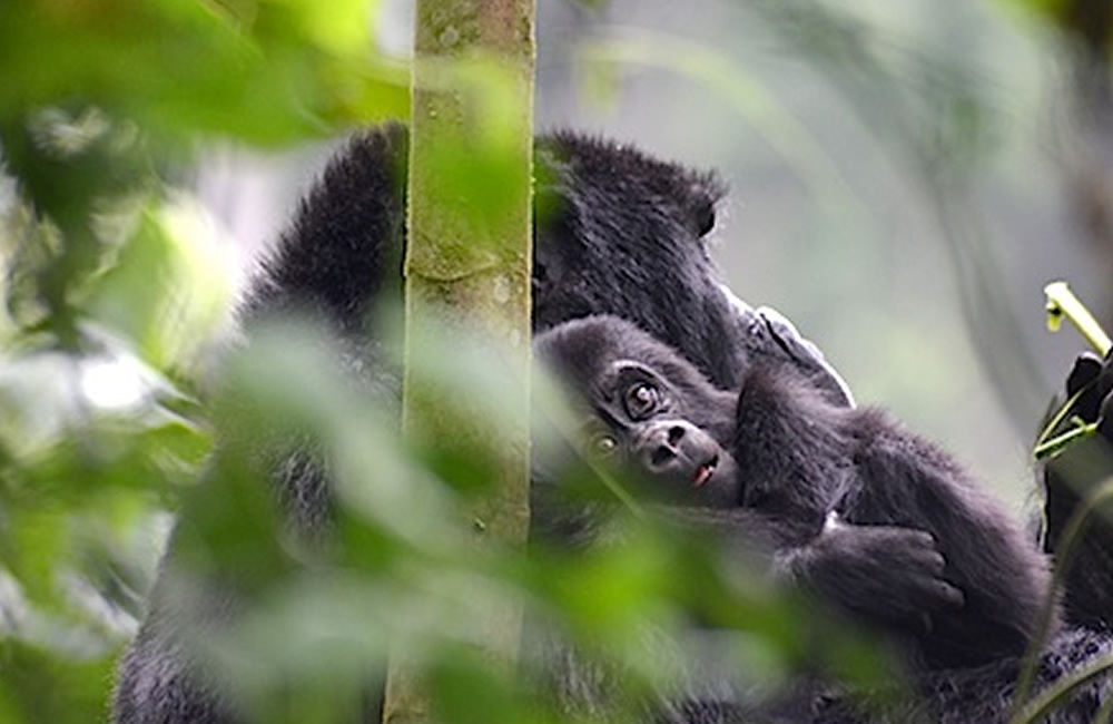 Congo Gorillas