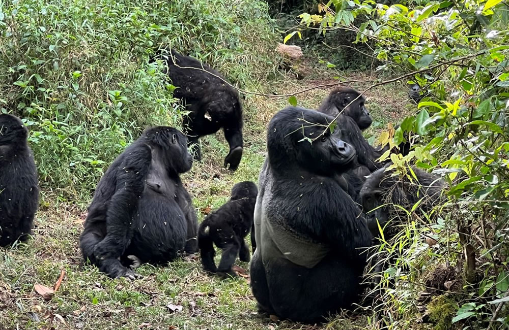 Rwanda Gorilla Eco Tourism Adventure