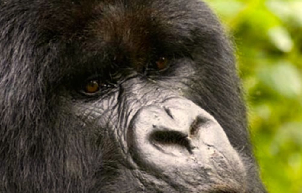 Mountain Gorilla Travel