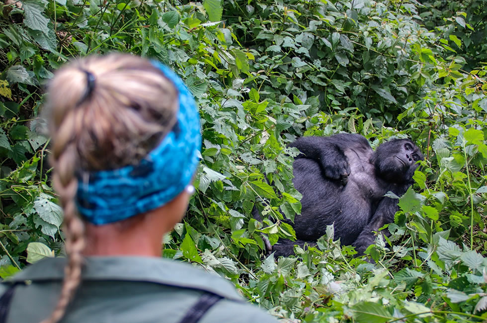 Lessons Learned from Gorilla Tourism