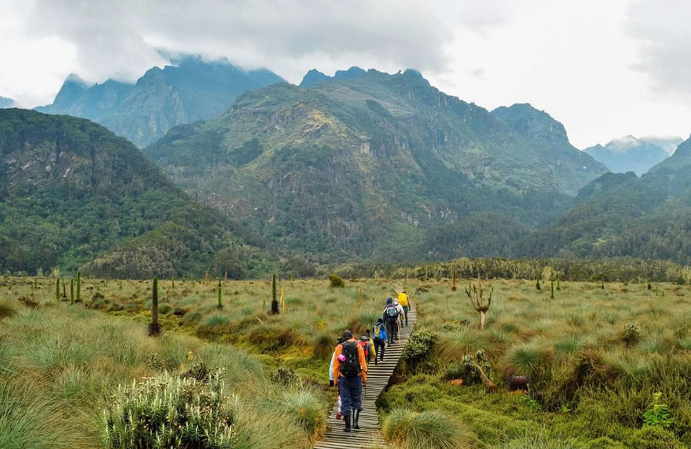 Rwenzori Mountain Trekking