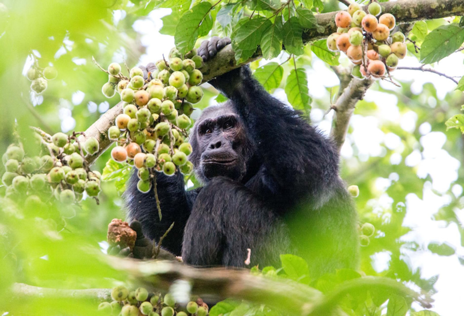 Gorilla Tracking Vs Chimpanzee Tracking in Africa