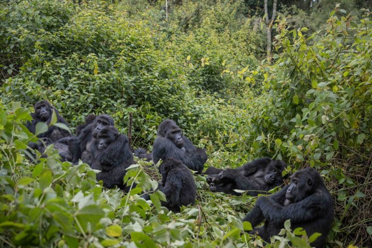 Kahuzi Biega Mountain Gorillas