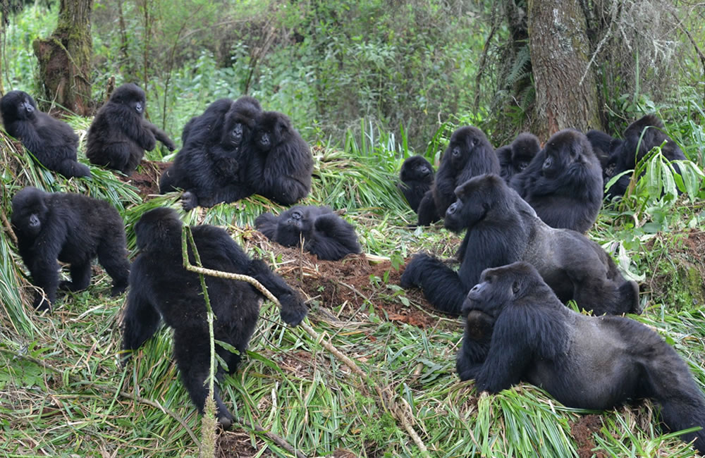 Planning a Gorilla Tour in Rwanda