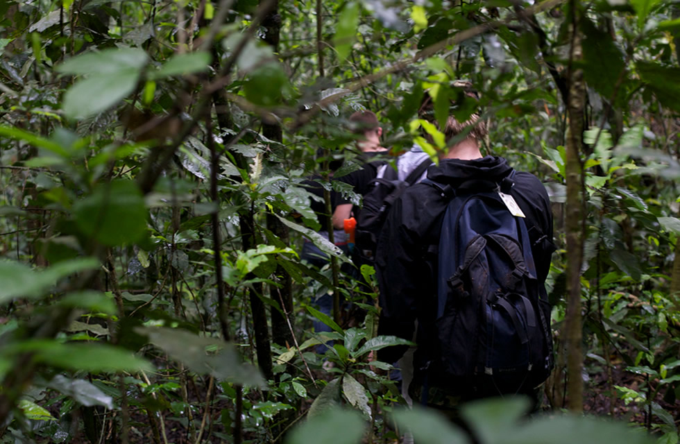 Chimpanzee Tracking in Kibale Forest