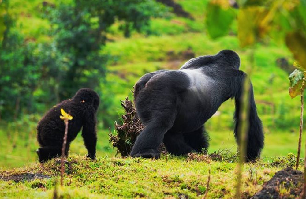 How You Can Help in Protecting the Mountain Gorillas