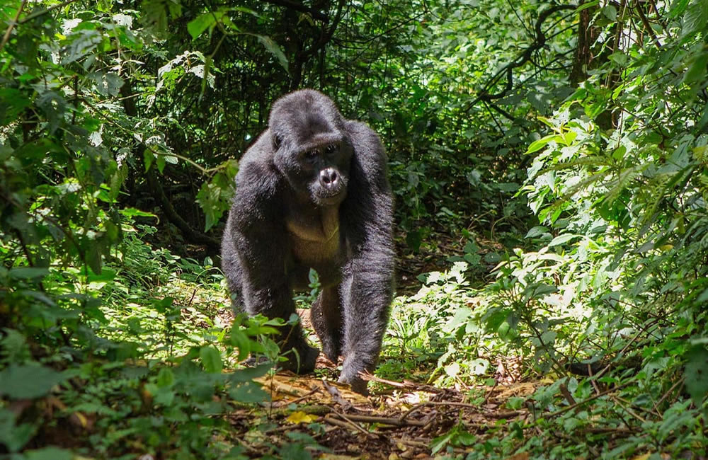 10 Reasons to Go Gorilla Trekking in Rwanda